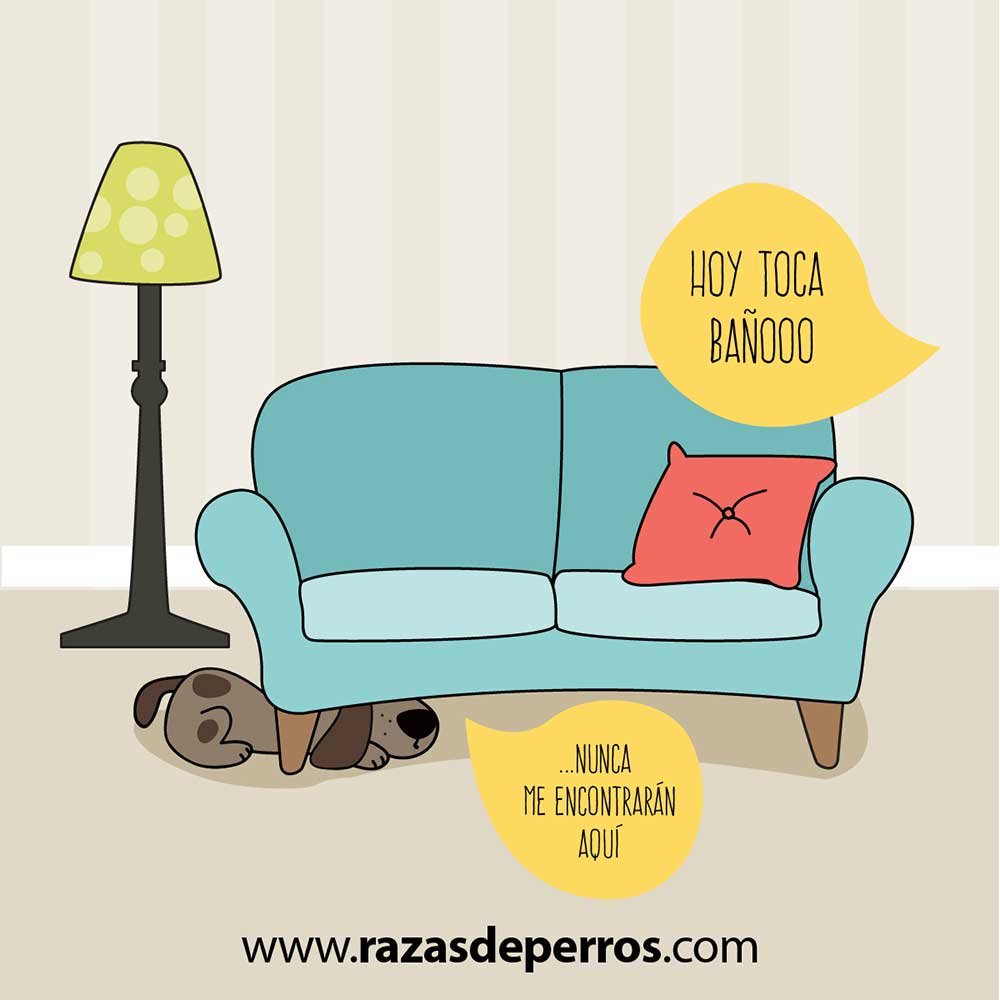 ilustración divertida de perro hoy toca baño desviocreativo