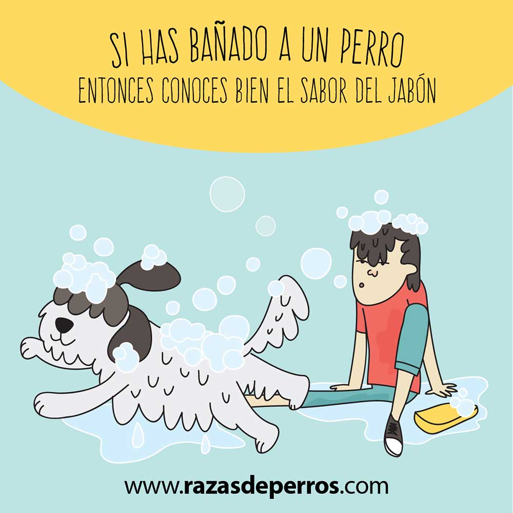 ilustración divertida de perro conoces bien el sabor del jabón desviocreativo