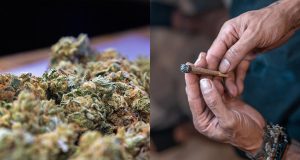 lifestyle-cannabis desvío creativo